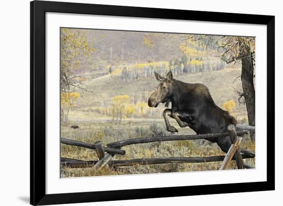 Moose (Alces Alces) Jumping a Fence, Grand Teton National Park, Wyoming, USA, October-George Sanker-Framed Photographic Print