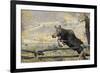 Moose (Alces Alces) Jumping a Fence, Grand Teton National Park, Wyoming, USA, October-George Sanker-Framed Photographic Print