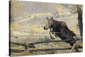 Moose (Alces Alces) Jumping a Fence, Grand Teton National Park, Wyoming, USA, October-George Sanker-Stretched Canvas