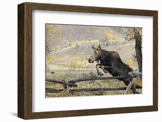 Moose (Alces Alces) Jumping a Fence, Grand Teton National Park, Wyoming, USA, October-George Sanker-Framed Photographic Print