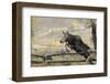 Moose (Alces Alces) Jumping a Fence, Grand Teton National Park, Wyoming, USA, October-George Sanker-Framed Photographic Print