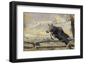 Moose (Alces Alces) Jumping a Fence, Grand Teton National Park, Wyoming, USA, October-George Sanker-Framed Photographic Print