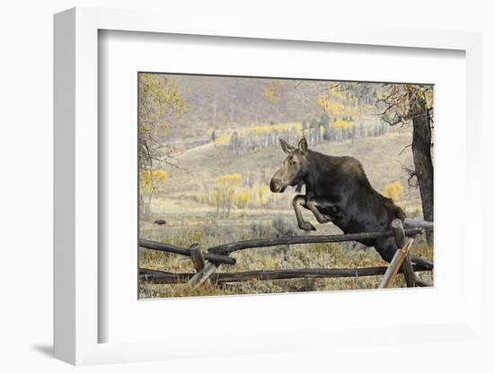 Moose (Alces Alces) Jumping a Fence, Grand Teton National Park, Wyoming, USA, October-George Sanker-Framed Photographic Print