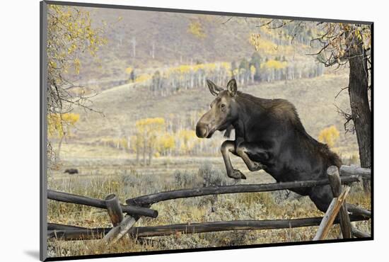 Moose (Alces Alces) Jumping a Fence, Grand Teton National Park, Wyoming, USA, October-George Sanker-Mounted Photographic Print
