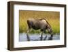 Moose (Alces alces), Kenai Peninsula, Alaska, USA.-Michael DeFreitas-Framed Photographic Print