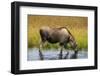 Moose (Alces alces), Kenai Peninsula, Alaska, USA.-Michael DeFreitas-Framed Photographic Print