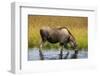 Moose (Alces alces), Kenai Peninsula, Alaska, USA.-Michael DeFreitas-Framed Photographic Print