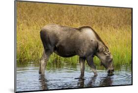 Moose (Alces alces), Kenai Peninsula, Alaska, USA.-Michael DeFreitas-Mounted Photographic Print