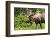 Moose (Alces alces), Kenai Peninsula, Alaska, USA.-Michael DeFreitas-Framed Photographic Print