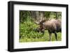 Moose (Alces alces), Kenai Peninsula, Alaska, USA.-Michael DeFreitas-Framed Photographic Print