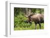 Moose (Alces alces), Kenai Peninsula, Alaska, USA.-Michael DeFreitas-Framed Photographic Print