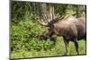 Moose (Alces alces), Kenai Peninsula, Alaska, USA.-Michael DeFreitas-Mounted Photographic Print