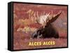 Moose (Alces Alces)-Dee Ann Pederson-Framed Stretched Canvas