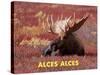 Moose (Alces Alces)-Dee Ann Pederson-Stretched Canvas