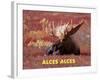 Moose (Alces Alces)-Dee Ann Pederson-Framed Art Print