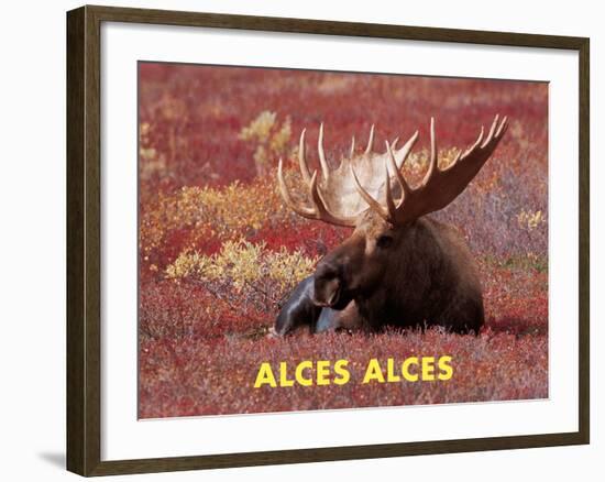 Moose (Alces Alces)-Dee Ann Pederson-Framed Art Print