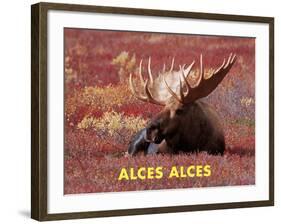 Moose (Alces Alces)-Dee Ann Pederson-Framed Art Print