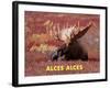 Moose (Alces Alces)-Dee Ann Pederson-Framed Art Print