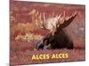 Moose (Alces Alces)-Dee Ann Pederson-Mounted Art Print