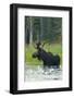 Moose Alert-Orah Moore-Framed Art Print