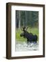 Moose Alert-Orah Moore-Framed Art Print