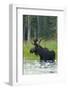 Moose Alert-Orah Moore-Framed Giclee Print