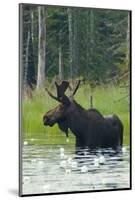 Moose Alert-Orah Moore-Mounted Giclee Print