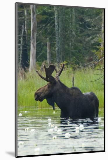 Moose Alert-Orah Moore-Mounted Giclee Print