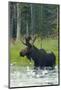 Moose Alert-Orah Moore-Mounted Giclee Print