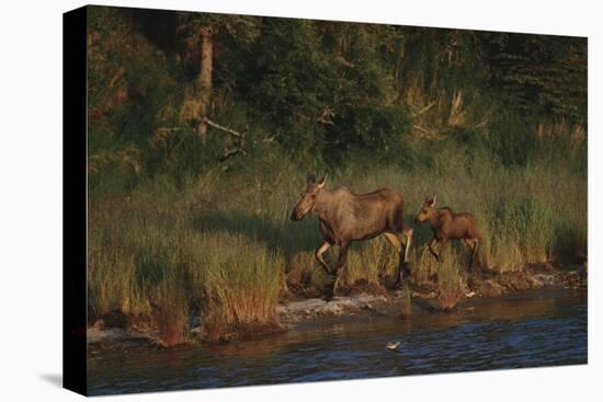 Moose and Young on River Bank-DLILLC-Stretched Canvas