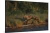 Moose and Young on River Bank-DLILLC-Stretched Canvas