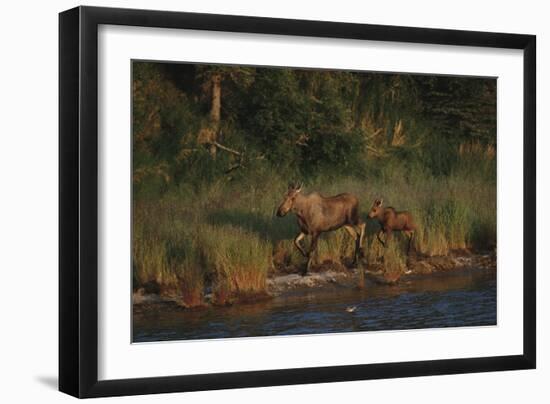 Moose and Young on River Bank-DLILLC-Framed Photographic Print