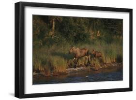 Moose and Young on River Bank-DLILLC-Framed Photographic Print