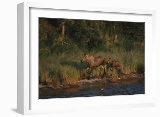 Moose and Young on River Bank-DLILLC-Framed Photographic Print