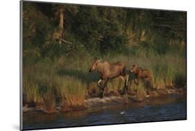 Moose and Young on River Bank-DLILLC-Mounted Photographic Print