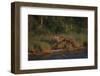 Moose and Young on River Bank-DLILLC-Framed Photographic Print