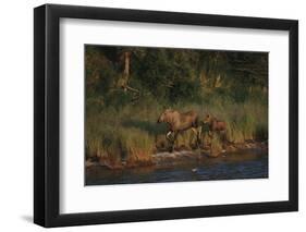 Moose and Young on River Bank-DLILLC-Framed Photographic Print