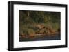 Moose and Young on River Bank-DLILLC-Framed Photographic Print