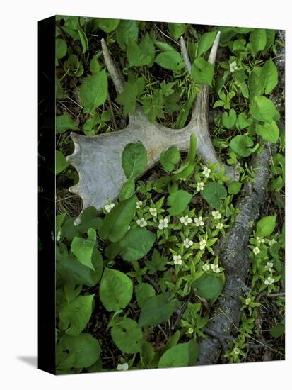 Moose Antler in Bunchberry Flowers at Springtime, Isle Royale National Park, Michigan, USA-Mark Carlson-Stretched Canvas