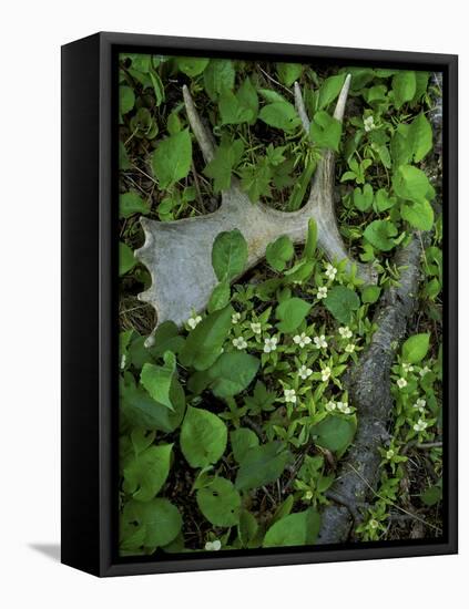 Moose Antler in Bunchberry Flowers at Springtime, Isle Royale National Park, Michigan, USA-Mark Carlson-Framed Stretched Canvas