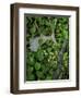 Moose Antler in Bunchberry Flowers at Springtime, Isle Royale National Park, Michigan, USA-Mark Carlson-Framed Photographic Print