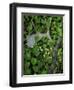 Moose Antler in Bunchberry Flowers at Springtime, Isle Royale National Park, Michigan, USA-Mark Carlson-Framed Photographic Print
