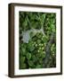 Moose Antler in Bunchberry Flowers at Springtime, Isle Royale National Park, Michigan, USA-Mark Carlson-Framed Photographic Print