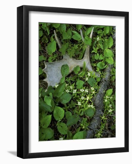 Moose Antler in Bunchberry Flowers at Springtime, Isle Royale National Park, Michigan, USA-Mark Carlson-Framed Photographic Print