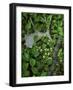 Moose Antler in Bunchberry Flowers at Springtime, Isle Royale National Park, Michigan, USA-Mark Carlson-Framed Photographic Print