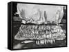 Moose Antlers and Fish on Display after Trip, Ca. 1948-null-Framed Stretched Canvas