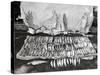 Moose Antlers and Fish on Display after Trip, Ca. 1948-null-Stretched Canvas