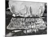 Moose Antlers and Fish on Display after Trip, Ca. 1948-null-Mounted Photographic Print