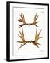 Moose Antlers-null-Framed Giclee Print