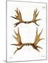 Moose Antlers-null-Mounted Giclee Print